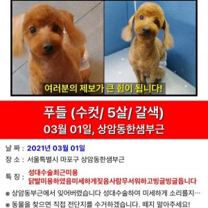 강아지를 찾습니다 푸들/토이푸들 서울특별시 마포구