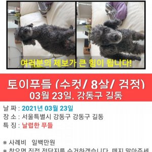 강아지를 찾습니다 푸들/미니어처푸들 서울특별시 강동구