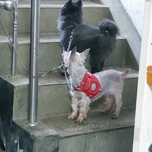 강아지 실종 포메라니언 서울특별시 은평구