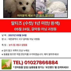 강아지를 찾습니다 말티즈 대전광역시 서구