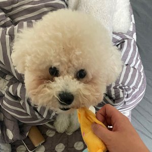 강아지를 찾습니다 비숑프리제 부산광역시 금정구