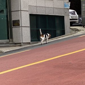 강아지 목격 믹스견 서울특별시 강북구