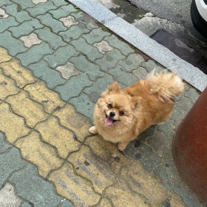 강아지 주인을 찾습니다 포메라니언 서울특별시 성북구