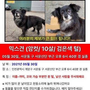 강아지를 찾습니다 믹스견 인천광역시 계양구