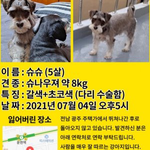 강아지를 찾습니다 슈나우저/미니어처슈나우저 광주광역시 서구