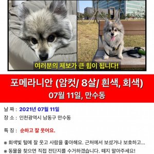 강아지를 찾습니다 포메라니언 인천광역시 남동구