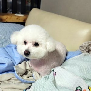 강아지를 찾습니다 비숑프리제 부산광역시 남구