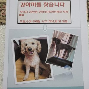 강아지를 찾습니다 푸들/미디엄푸들 부산광역시 사하구