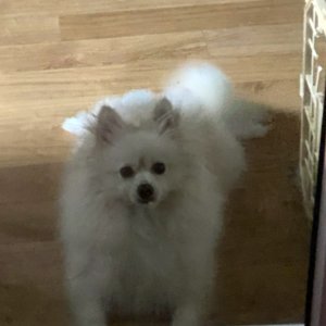 강아지를 찾습니다 포메라니언 서울특별시 마포구