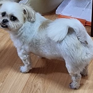 강아지 실종 믹스견 서울특별시 서대문구