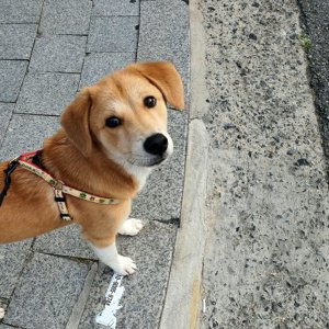강아지를 찾습니다 믹스견 인천광역시 동구