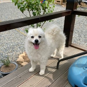 강아지를 찾습니다 제퍼니즈스피츠 대구광역시 동구