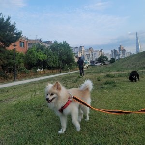 강아지를 찾습니다 포메라니언 서울특별시 강동구