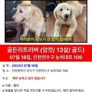 강아지를 찾습니다 골든리트리버 인천광역시 연수구
