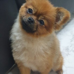 강아지를 찾습니다 포메라니언 서울특별시 성북구