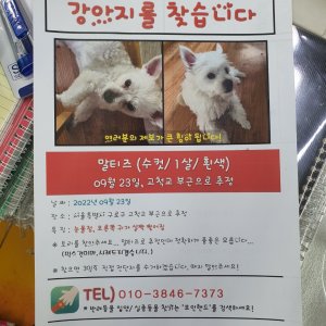 강아지 실종 믹스견 서울특별시 구로구