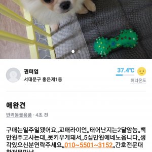 강아지 구조 포메라니언 서울특별시 마포구