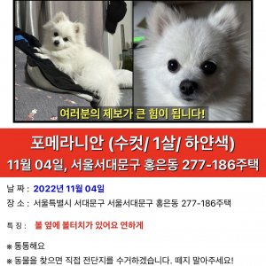 강아지 실종 포메라니언 서울특별시 서대문구