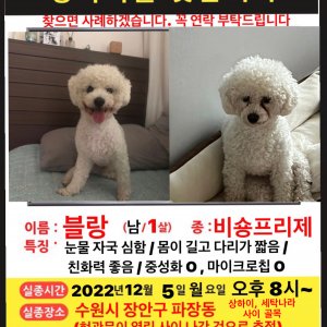 강아지 실종 비숑프리제 경기도 수원시 장안구