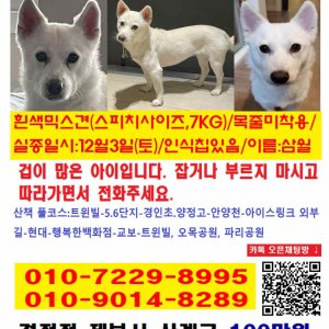 강아지 실종 믹스견 서울특별시 양천구