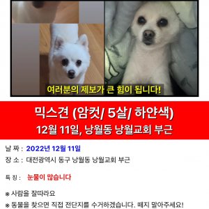 강아지를 찾습니다 믹스견 대전광역시 동구