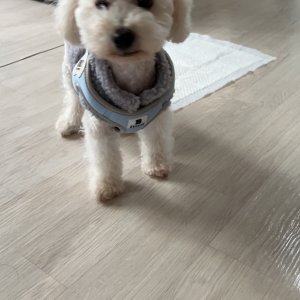 강아지 실종 비숑프리제 서울특별시 영등포구