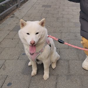 강아지를 찾습니다 시바 서울특별시 강북구