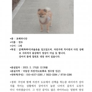 강아지를 찾습니다 포메라니언 대구광역시 달성군