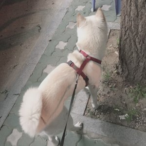 강아지를 찾습니다 진돗개 인천광역시 계양구