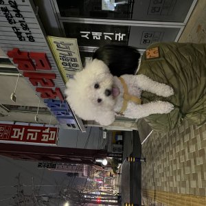 강아지를 찾습니다 비숑프리제 부산광역시 수영구