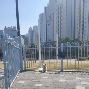 강아지 주인을 찾습니다 진돗개 인천광역시 남동구