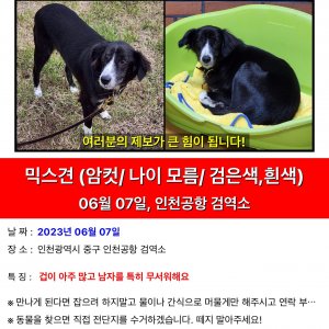 강아지를 찾습니다 보더콜리 인천광역시 중구