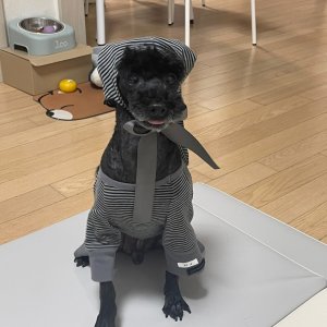 강아지를 찾습니다 푸들/토이푸들 서울특별시 광진구