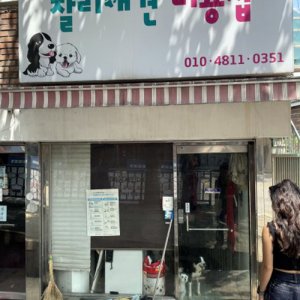 강아지 목격 믹스견 서울특별시 마포구