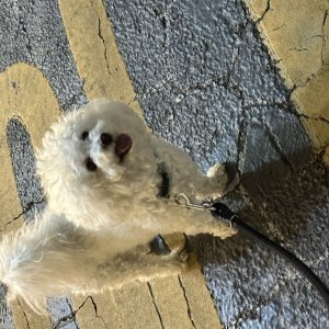 강아지를 찾습니다 비숑프리제 부산광역시 수영구