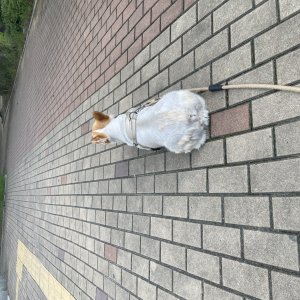 강아지를 찾습니다 웰시코기펨브로크 인천광역시 연수구