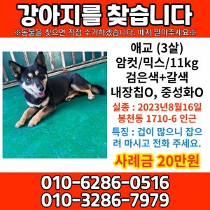 강아지를 찾습니다 진돗개 서울특별시 관악구