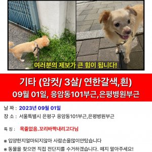 강아지 실종 기타견종 서울특별시 은평구