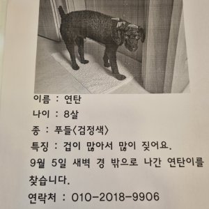 강아지를 찾습니다 푸들/미디엄푸들 대전광역시 동구