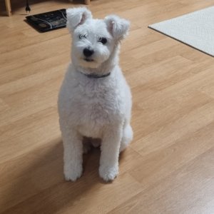 강아지를 찾습니다 슈나우저/미니어처슈나우저 광주광역시 남구
