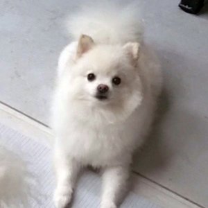강아지를 찾습니다 포메라니언 부산광역시 사하구