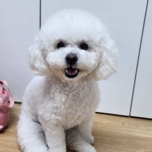 강아지를 찾습니다 비숑프리제 서울특별시 성동구