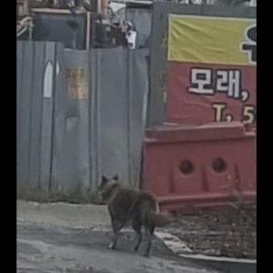 강아지를 찾습니다 믹스견 인천광역시 서구