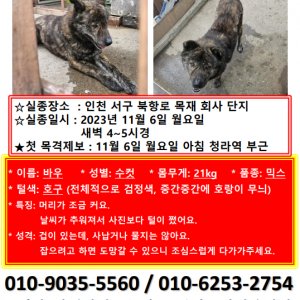 강아지 실종 믹스견 인천광역시 서구