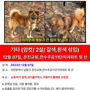 강아지를 찾습니다 믹스견 인천광역시 남동구