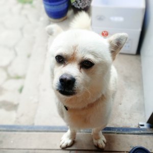 강아지 실종 믹스견 대전광역시 서구