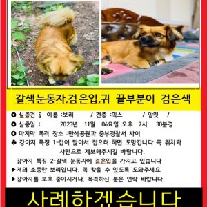 강아지 실종 믹스견 경기도 수원시 장안구