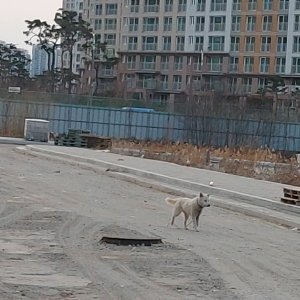 강아지 주인을 찾습니다 진돗개 인천광역시 서구
