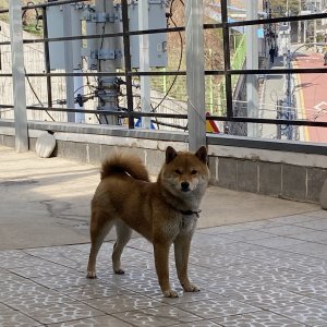 강아지를 찾습니다 시바 서울특별시 성북구