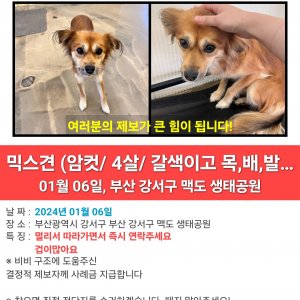 강아지 실종 믹스견 부산광역시 강서구